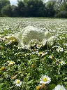 Ballet des libellules 4.webp