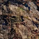 cache-cou marron (rocher).webp